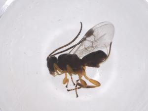  ( - CBG-A63603-G09)  @11 [ ] CreativeCommons - Attribution Share - Alike (2025) Centre for Biodiversity Genomics Centre for Biodiversity Genomics