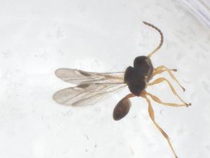  ( - CBG-A63623-A01)  @11 [ ] CreativeCommons - Attribution Share - Alike (2025) Centre for Biodiversity Genomics Centre for Biodiversity Genomics