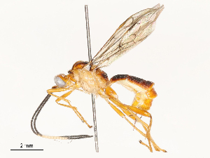  ( - CBG-A65357-D09)  @11 [ ] CreativeCommons - Attribution Share - Alike (2025) CBG Photography Group Centre for Biodiversity Genomics
