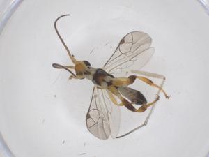  ( - CBG-B11316-F09)  @11 [ ] CreativeCommons - Attribution Share - Alike (2025) Centre for Biodiversity Genomics Centre for Biodiversity Genomics