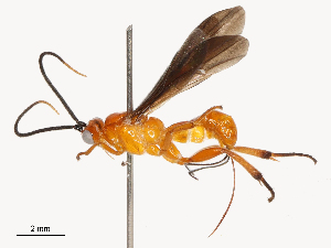  ( - CBG-B18749-B01)  @11 [ ] CreativeCommons - Attribution Share - Alike (2025) CBG Photography Group Centre for Biodiversity Genomics