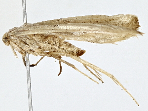  ( - BIOUG62732-G02)  @11 [ ] CreativeCommons - Attribution (2022) CBG Photography Group Centre for Biodiversity Genomics