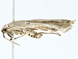  (gelMalaise01 Malaise8526 - BIOUG62732-G07)  @11 [ ] CreativeCommons - Attribution (2022) CBG Photography Group Centre for Biodiversity Genomics