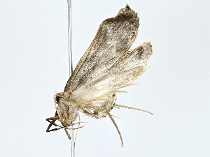  ( - BIOUG62732-G09)  @11 [ ] CreativeCommons - Attribution (2022) CBG Photography Group Centre for Biodiversity Genomics