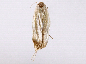  ( - BIOUG72940-E09)  @11 [ ] CreativeCommons - Attribution (2022) CBG Photography Group Centre for Biodiversity Genomics