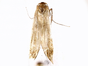  (Hypatopa Malaise9193 - BIOUG72940-G04)  @11 [ ] CreativeCommons - Attribution (2022) CBG Photography Group Centre for Biodiversity Genomics