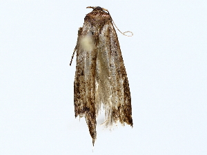  (Hypatopa Malaise9817 - BIOUG72942-A10)  @11 [ ] CreativeCommons - Attribution (2022) CBG Photography Group Centre for Biodiversity Genomics