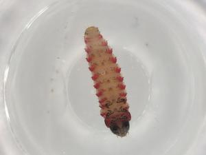  ( - BIOUG75723-G03)  @11 [ ] CreativeCommons - Attribution (2022) Centre for Biodiversity Genomics Centre for Biodiversity Genomics