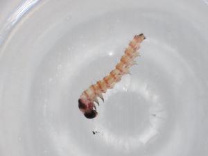  ( - BIOUG75775-G03)  @11 [ ] CreativeCommons - Attribution (2022) Centre for Biodiversity Genomics Centre for Biodiversity Genomics