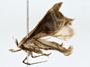  ( - BIOUG76537-F07)  @11 [ ] CreativeCommons - Attribution (2022) CBG Photography Group Centre for Biodiversity Genomics