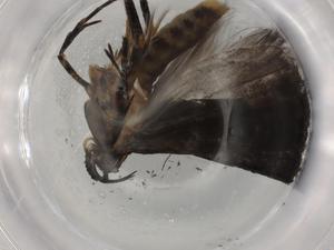  ( - BIOUG78223-F08)  @11 [ ] CreativeCommons - Attribution (2022) Centre for Biodiversity Genomics Centre for Biodiversity Genomics