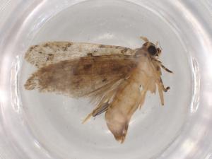  ( - BIOUG80030-E08)  @11 [ ] CreativeCommons - Attribution (2022) Centre for Biodiversity Genomics Centre for Biodiversity Genomics