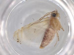  ( - BIOUG80030-H07)  @11 [ ] CreativeCommons - Attribution (2022) Centre for Biodiversity Genomics Centre for Biodiversity Genomics