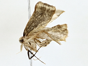  ( - BIOUG80133-B01)  @11 [ ] CreativeCommons - Attribution (2022) CBG Photography Group Centre for Biodiversity Genomics