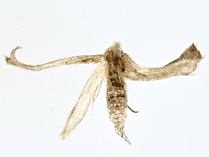  (gelMalaise01 Malaise1948 - BIOUG80703-G03)  @11 [ ] CreativeCommons - Attribution (2022) CBG Photography Group Centre for Biodiversity Genomics