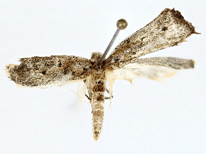  ( - BIOUG80703-G07)  @11 [ ] CreativeCommons - Attribution (2022) CBG Photography Group Centre for Biodiversity Genomics