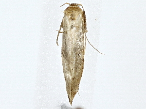  (Hypatopa Malaise4418 - BIOUG80704-A11)  @11 [ ] CreativeCommons - Attribution (2022) CBG Photography Group Centre for Biodiversity Genomics