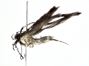  ( - BIOUG80705-C03)  @11 [ ] CreativeCommons - Attribution (2022) CBG Photography Group Centre for Biodiversity Genomics