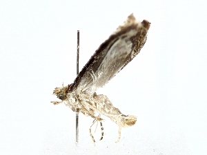  ( - BIOUG80705-C06)  @11 [ ] CreativeCommons - Attribution (2022) CBG Photography Group Centre for Biodiversity Genomics