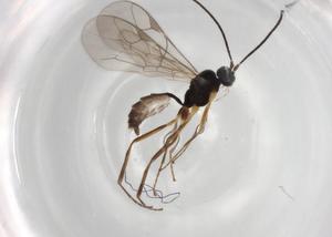  ( - BIOUG82820-A04)  @11 [ ] CreativeCommons - Attribution (2022) Centre for Biodiversity Genomics Centre for Biodiversity Genomics