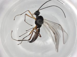  ( - BIOUG82820-H08)  @11 [ ] CreativeCommons - Attribution (2022) Centre for Biodiversity Genomics Centre for Biodiversity Genomics