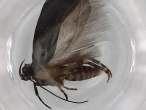  ( - BIOUG83930-G09)  @11 [ ] CreativeCommons - Attribution (2022) Centre for Biodiversity Genomics Centre for Biodiversity Genomics