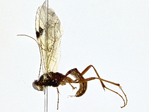  ( - BIOUG76536-F01)  @11 [ ] CreativeCommons - Attribution (2022) CBG Photography Group Centre for Biodiversity Genomics