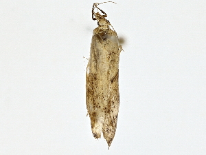  (Hypatopa Malaise5437 - BIOUG76536-H05)  @11 [ ] CreativeCommons - Attribution (2022) CBG Photography Group Centre for Biodiversity Genomics