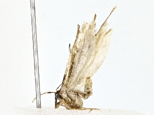  (Hypatopa Malaise1185 - BIOUG76536-H06)  @11 [ ] CreativeCommons - Attribution (2022) CBG Photography Group Centre for Biodiversity Genomics