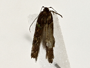  ( - BIOUG80135-E01)  @11 [ ] CreativeCommons - Attribution (2022) CBG Photography Group Centre for Biodiversity Genomics