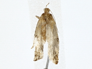  ( - BIOUG80135-E04)  @11 [ ] CreativeCommons - Attribution (2022) CBG Photography Group Centre for Biodiversity Genomics