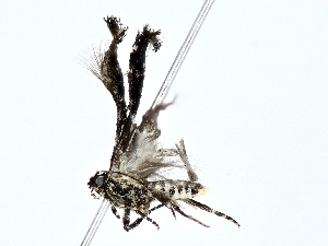  ( - BIOUG80136-D09)  @11 [ ] CreativeCommons - Attribution (2022) CBG Photography Group Centre for Biodiversity Genomics