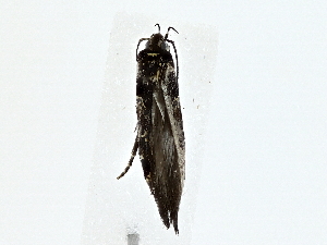  ( - BIOUG80136-E03)  @11 [ ] CreativeCommons - Attribution (2022) CBG Photography Group Centre for Biodiversity Genomics