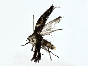  ( - BIOUG80136-E06)  @11 [ ] CreativeCommons - Attribution (2022) CBG Photography Group Centre for Biodiversity Genomics