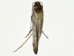  ( - BIOUG80706-F01)  @11 [ ] CreativeCommons - Attribution (2022) CBG Photography Group Centre for Biodiversity Genomics