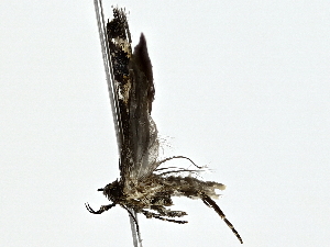  ( - BIOUG80706-F02)  @11 [ ] CreativeCommons - Attribution (2022) CBG Photography Group Centre for Biodiversity Genomics