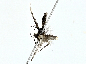  ( - BIOUG80707-B03)  @11 [ ] CreativeCommons - Attribution (2022) CBG Photography Group Centre for Biodiversity Genomics