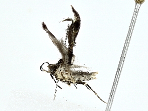  ( - BIOUG80707-B05)  @11 [ ] CreativeCommons - Attribution (2022) CBG Photography Group Centre for Biodiversity Genomics