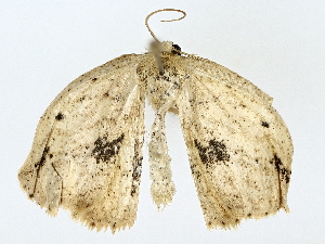  ( - BIOUG80708-G10)  @11 [ ] CreativeCommons - Attribution (2022) CBG Photography Group Centre for Biodiversity Genomics