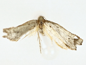  ( - BIOUG80708-H06)  @11 [ ] CreativeCommons - Attribution (2022) CBG Photography Group Centre for Biodiversity Genomics