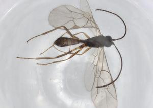  ( - BIOUG84315-G11)  @11 [ ] CreativeCommons - Attribution (2022) Centre for Biodiversity Genomics Centre for Biodiversity Genomics