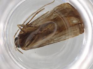  (Hypatopa Malaise9562 - BIOUG84702-H08)  @11 [ ] CreativeCommons - Attribution (2022) Centre for Biodiversity Genomics Centre for Biodiversity Genomics