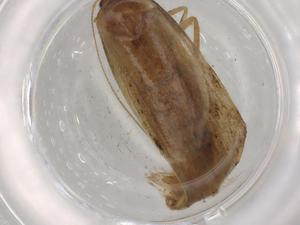  (Hypatopa Malaise7478 - BIOUG84703-A06)  @11 [ ] CreativeCommons - Attribution (2022) Centre for Biodiversity Genomics Centre for Biodiversity Genomics