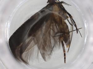  ( - BIOUG84712-F09)  @11 [ ] CreativeCommons - Attribution (2022) Centre for Biodiversity Genomics Centre for Biodiversity Genomics