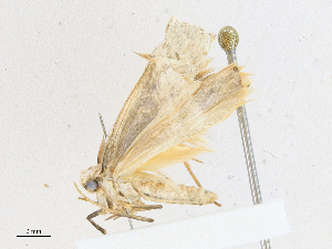  ( - CBG-A16691-F01)  @11 [ ] CreativeCommons - Attribution Share - Alike (2023) CBG Photography Group Centre for Biodiversity Genomics