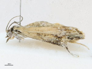  (scopaMalaise01 Malaise9462 - CBG-A16691-F03)  @11 [ ] CreativeCommons - Attribution Share - Alike (2023) CBG Photography Group Centre for Biodiversity Genomics