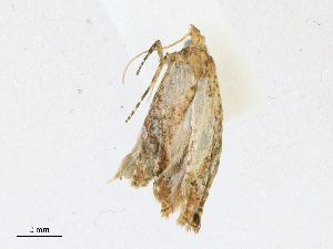  ( - CBG-A16692-A09)  @11 [ ] CreativeCommons - Attribution Share - Alike (2023) CBG Photography Group Centre for Biodiversity Genomics