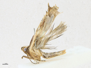  ( - CBG-A16692-F08)  @11 [ ] CreativeCommons - Attribution Share - Alike (2023) CBG Photography Group Centre for Biodiversity Genomics