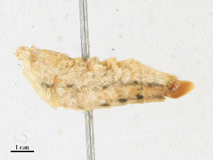  ( - CBG-A16704-C11)  @11 [ ] CreativeCommons - Attribution Share - Alike (2023) CBG Photography Group Centre for Biodiversity Genomics