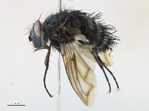  (Ptilodexia Malaise4254 - CBG-A16704-G07)  @11 [ ] CreativeCommons - Attribution Share - Alike (2023) CBG Photography Group Centre for Biodiversity Genomics